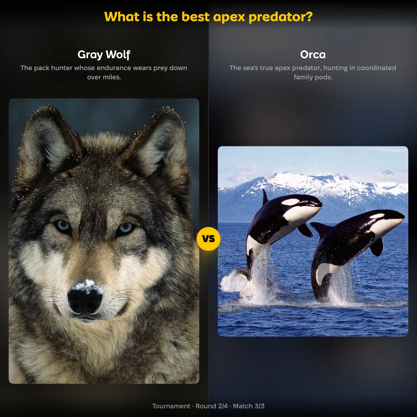 The best apex predator ranked, with the Gray Wolf facing the Orca