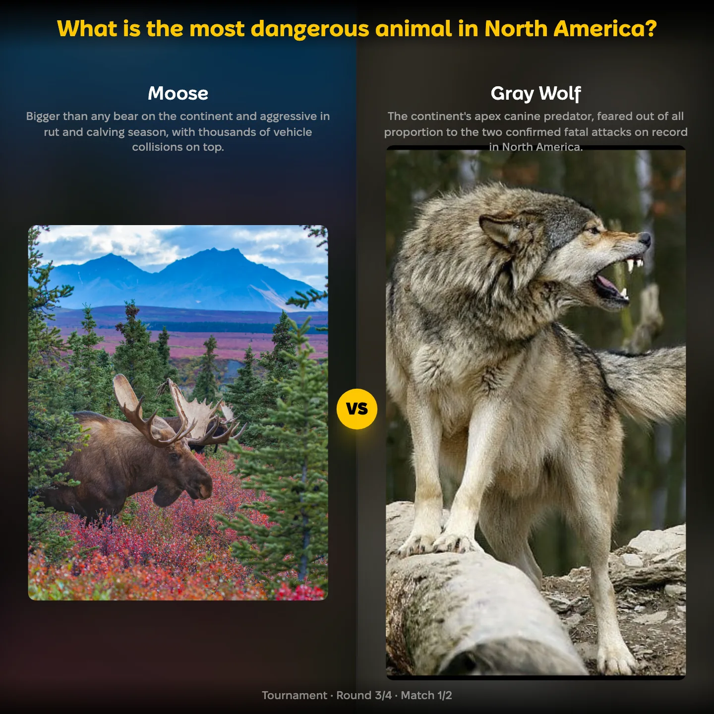 The most dangerous animal in North America ranked, with the Moose facing the Gray Wolf