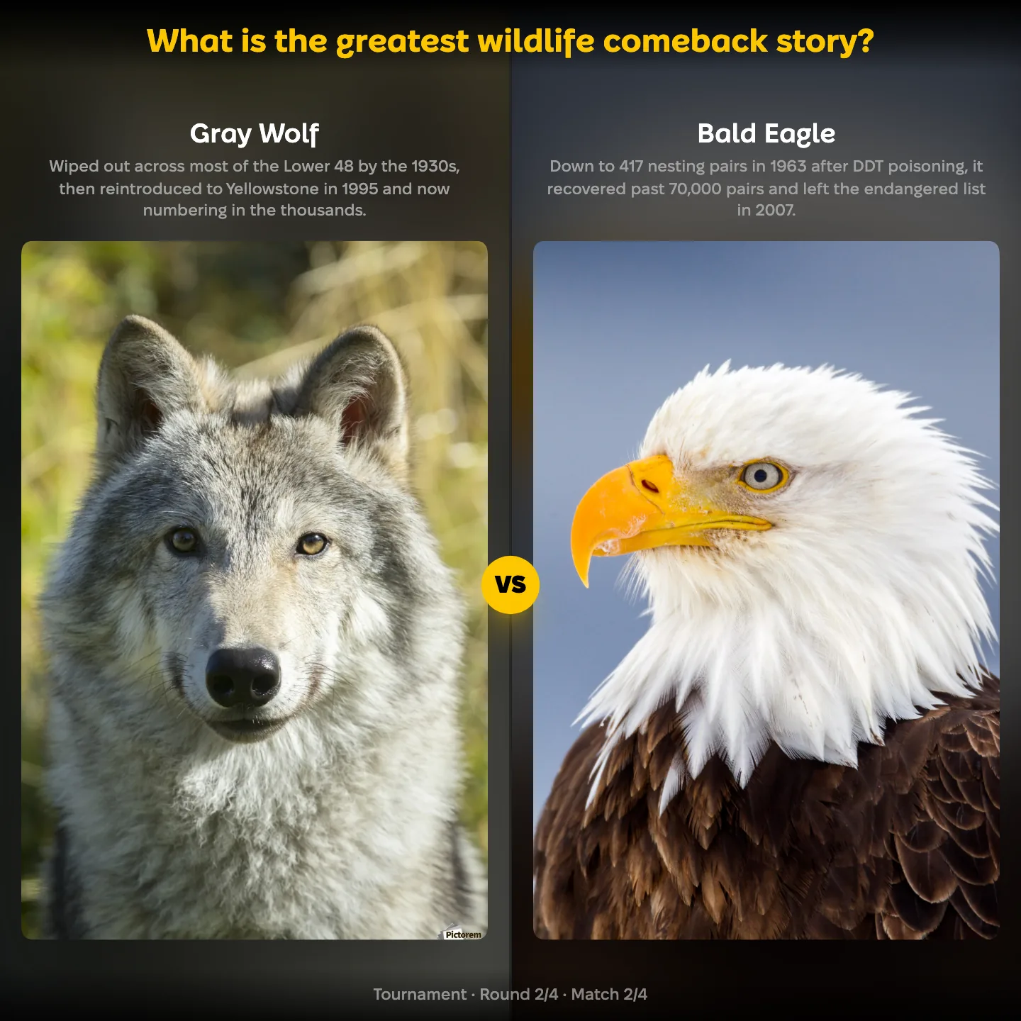 The greatest wildlife comeback story ranked, with the Gray Wolf facing the Bald Eagle