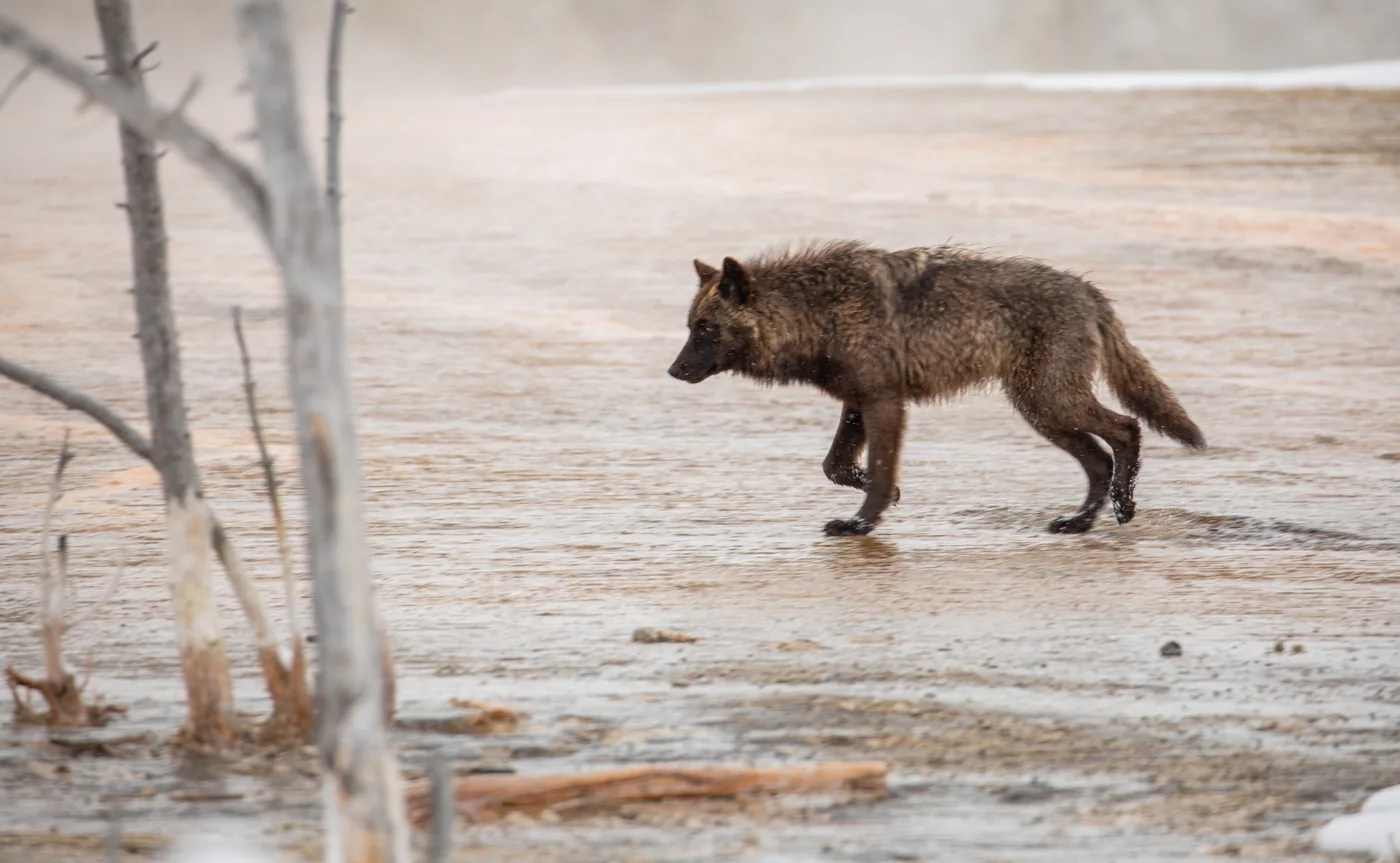 A gray wolf crossing the steaming flats of Biscuit Basin in Yellowstone National Park