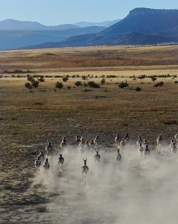 Animals on the Move - ranking option ranked #17