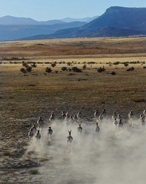 Animals on the Move — ranked #13