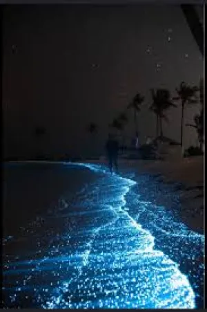 Bioluminescent Bay, Puerto Rico — ranked #6