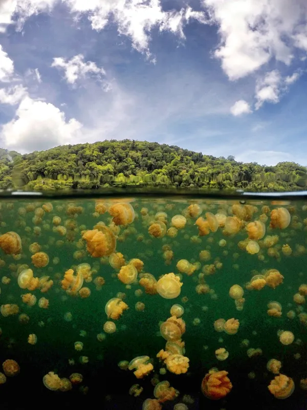 Jellyfish Lake, Palau - ranking option ranked #9