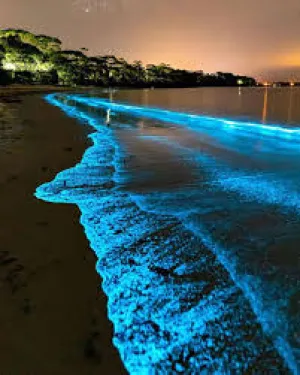 Luminous Lagoon, Jamaica — ranked #2
