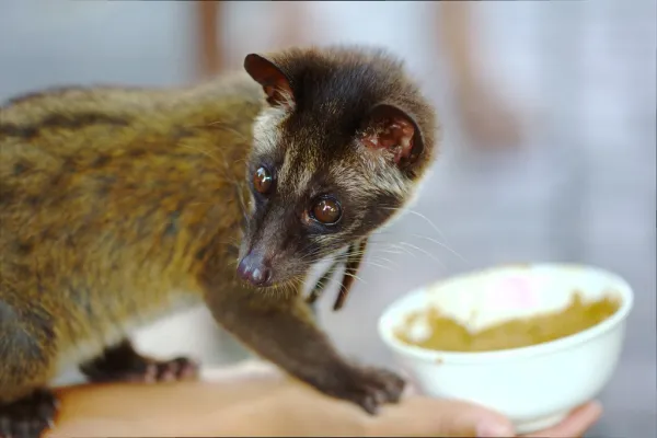 Café Cubano - ranking option ranked #32