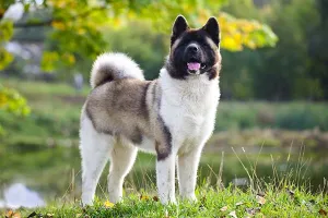 Akita — ranked #27