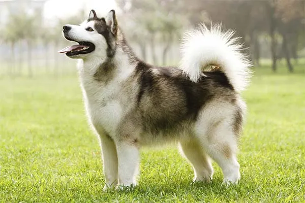 Alaskan Malamute - ranking option ranked #25