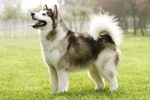 Alaskan Malamute — ranked #25