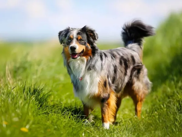 Australian Shepherd - ranking option ranked #16