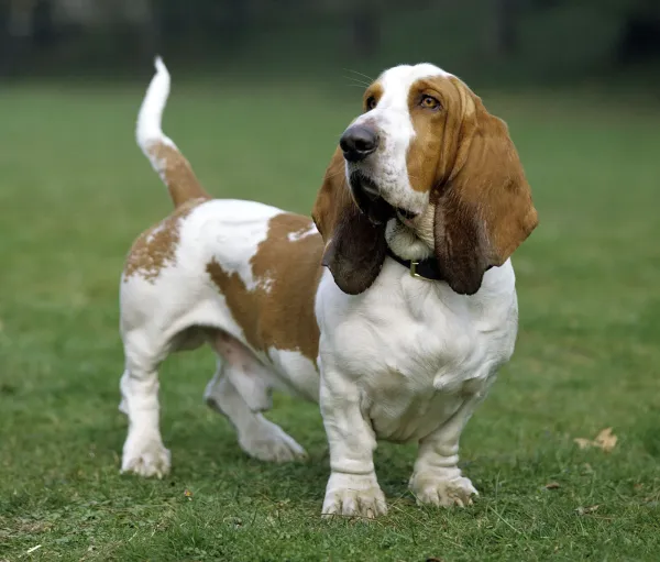 Basset Hound - ranking option ranked #22