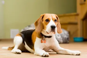 Beagle — ranked #6