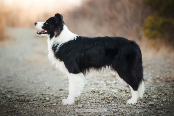 Border Collie - ranking option ranked #15