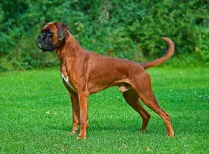 Boxer — ranked #13