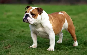 Bulldog — ranked #5