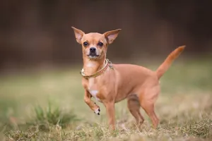 Chihuahua — ranked #18