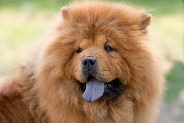 Chow Chow - ranking option ranked #28