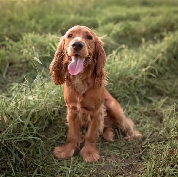 Cocker Spaniel - ranking option ranked #17