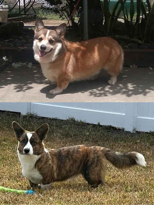 Corgi - ranking option ranked #31