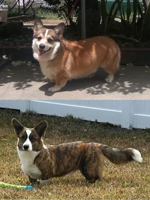 Corgi — ranked #31