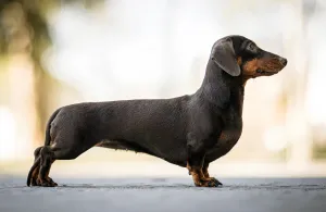 Dachshund — ranked #10
