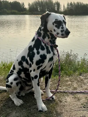 Dalmatian — ranked #29