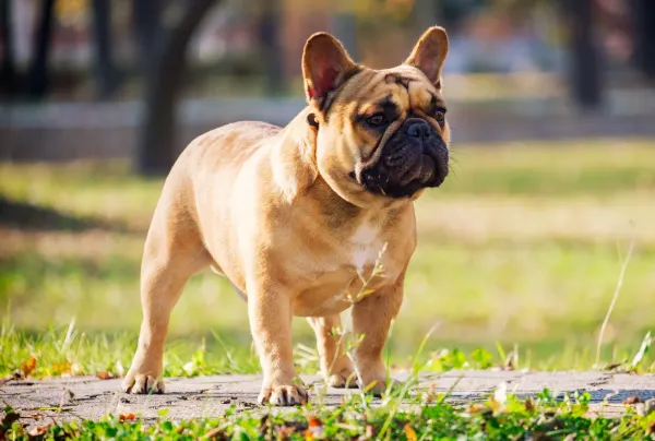 French Bulldog - ranking option ranked #4
