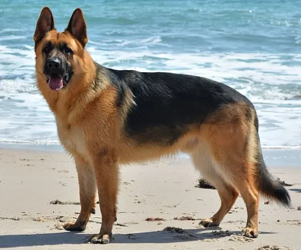 German Shepherd - ranking option ranked #3