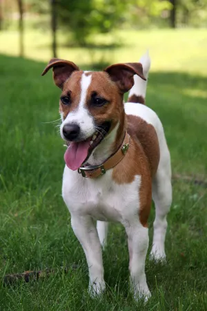 Jack Russell Terrier — ranked #30