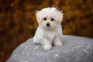 Maltese — ranked #20