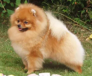 Pomeranian — ranked #19