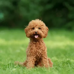 Poodle — ranked #7