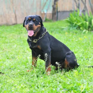 Rottweiler — ranked #8