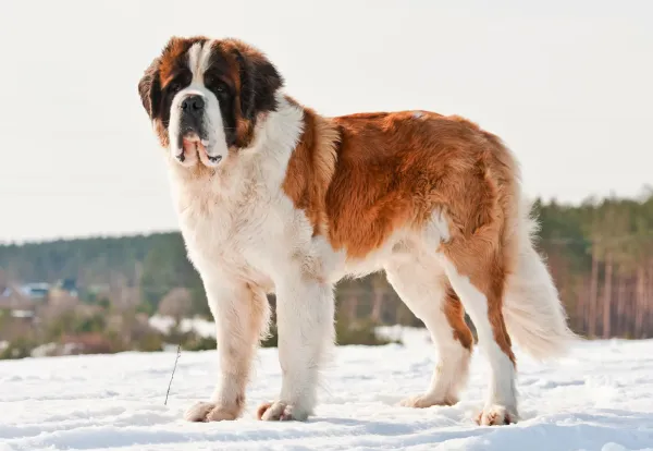 Saint Bernard - ranking option ranked #23