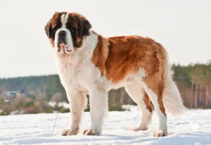 Saint Bernard — ranked #23
