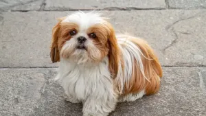 Shih Tzu — ranked #12