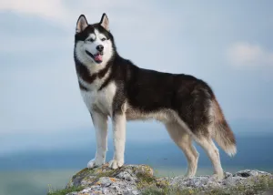 Siberian Husky — ranked #11