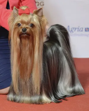 Yorkshire Terrier — ranked #9