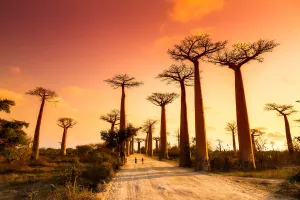 Madagascar — ranked #11