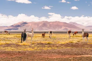 Atacama Desert, Chile — ranked #14