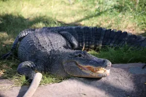 Alligator — ranked #23