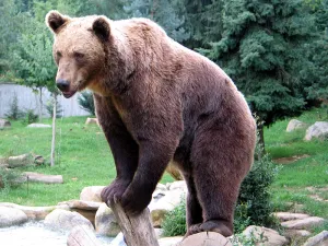 Bear — ranked #10