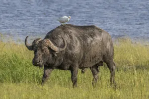 Buffalo — ranked #28