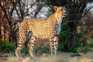 Cheetah — ranked #13