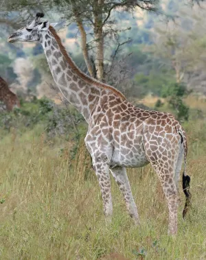 Giraffe — ranked #4