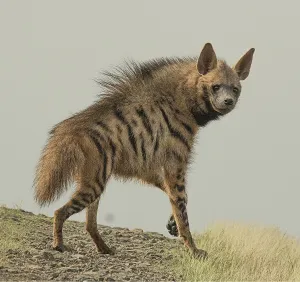 Hyena — ranked #31