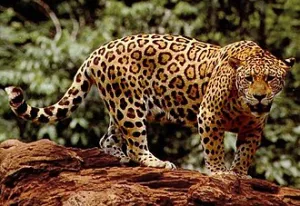 Jaguar — ranked #18