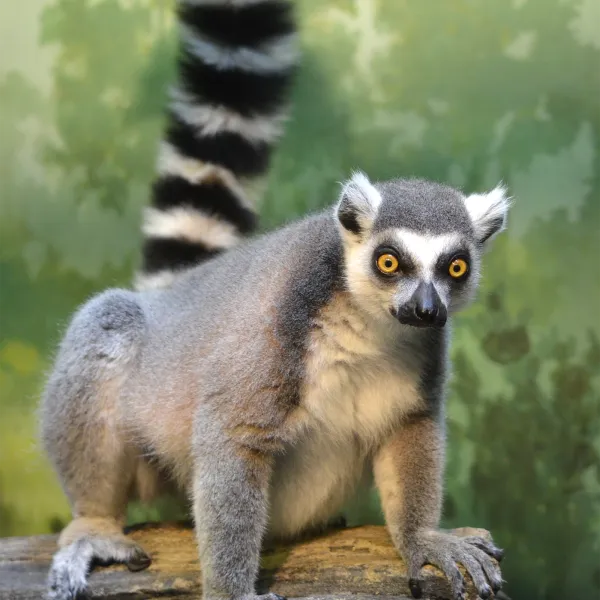 Lemur - ranking option ranked #25