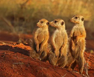 Meerkat — ranked #24