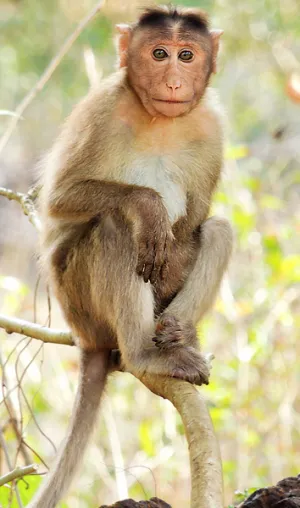 Monkey — ranked #8